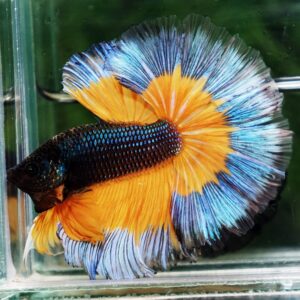 Betta fish OHM Emerald Mustard Gas Butterfly Sky Hawk (Comp grade)