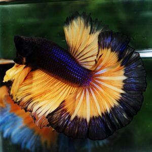 Betta fish OHM Halloween Pumpkins Black Ring Sky Hawk