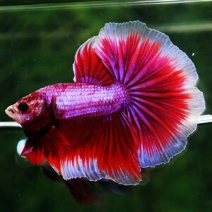 Betta fish OHM Pony Pink Lavender