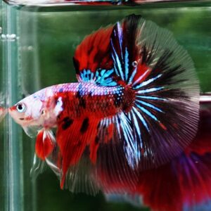 Betta fish OHM Samurai Tiger Halloween