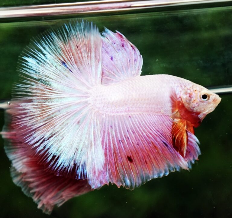 Betta fish OHM Platinum Pink Pony - nicebettathailand.com