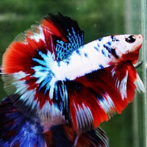 Betta fish HM Fancy Captian America (Comp Grade)