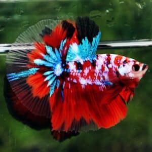 Betta fish OHM Original Classic Koi Galaxy