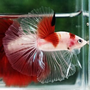 Betta fish OHM Tanjo-Koi