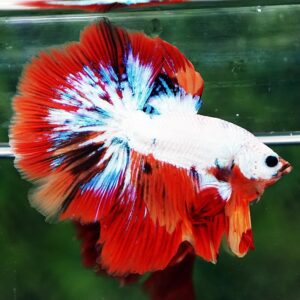 Betta fish HM Multicolor Fire Dragon