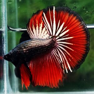 Betta fish HM Hell Boy Copper