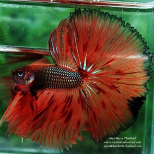 Betta fish OHS King of The Dark Armageddon