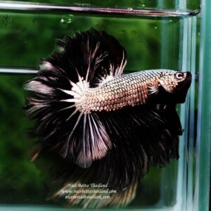 Betta fish Black Platinum Dragon Feather tail