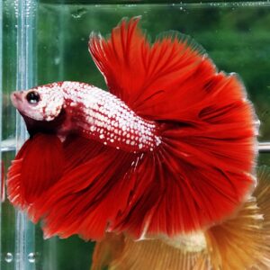 Betta fish OHM Red Gold Dragon Galaxy Sky Hawk