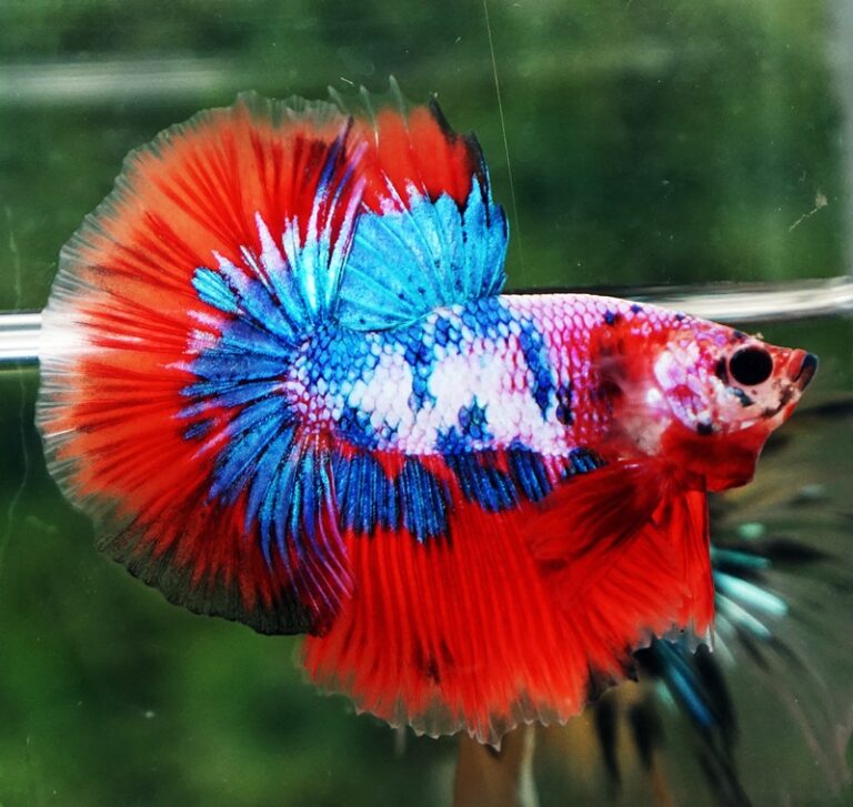 Betta fish OHM Magical Crimson Marble - nicebettathailand.com