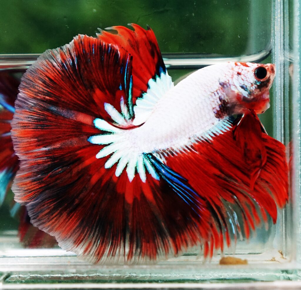 Betta fish OHM Snow Red Devil Star - nicebettathailand.com