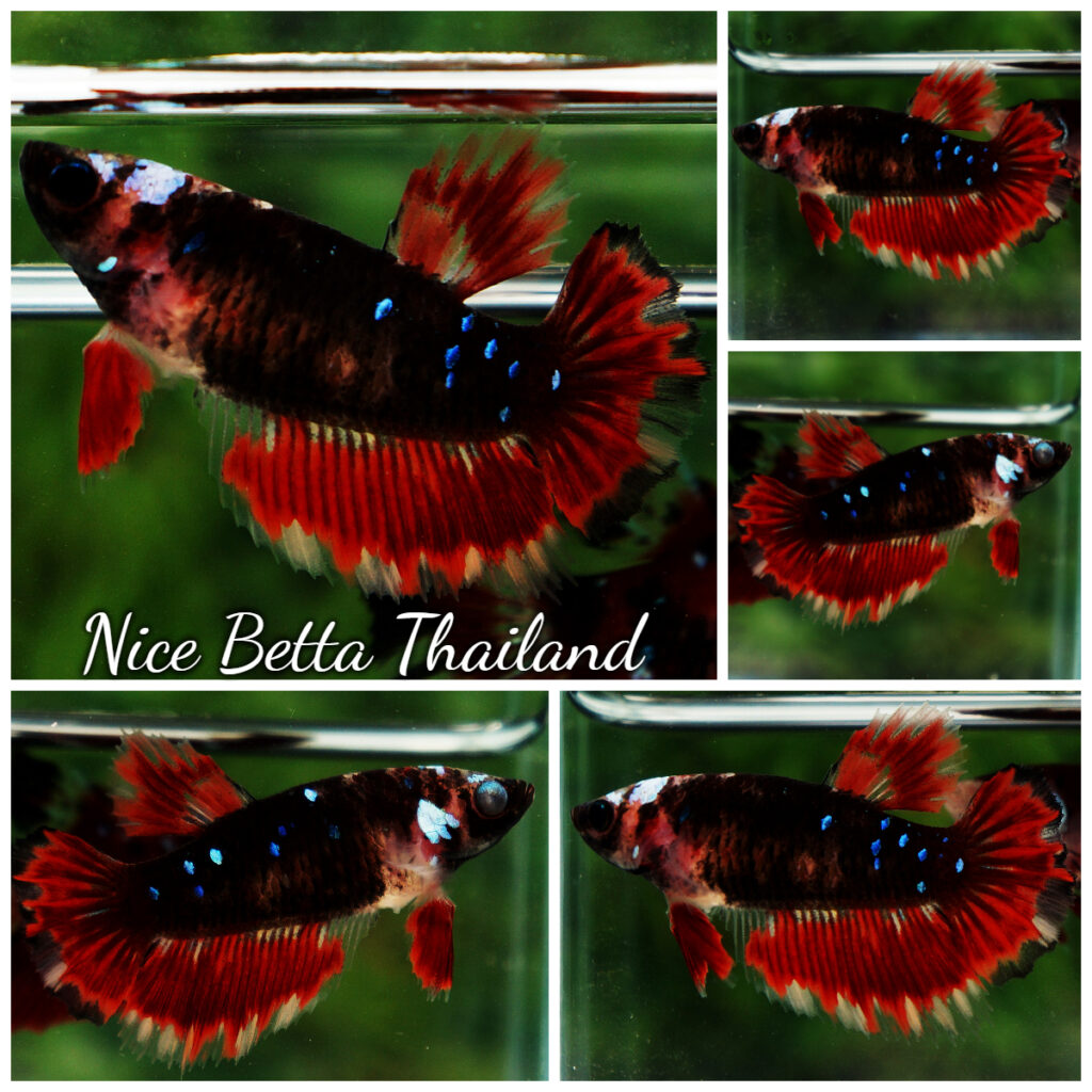 Betta fish Female HM Phoenix Warior Star - nicebettathailand.com