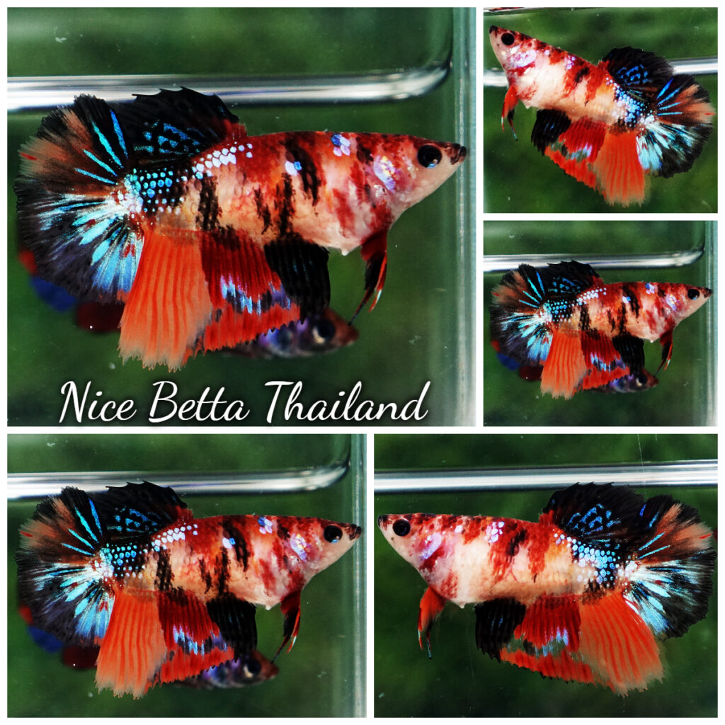 Betta fish Female HM Emerald Candy Nemo - nicebettathailand.com