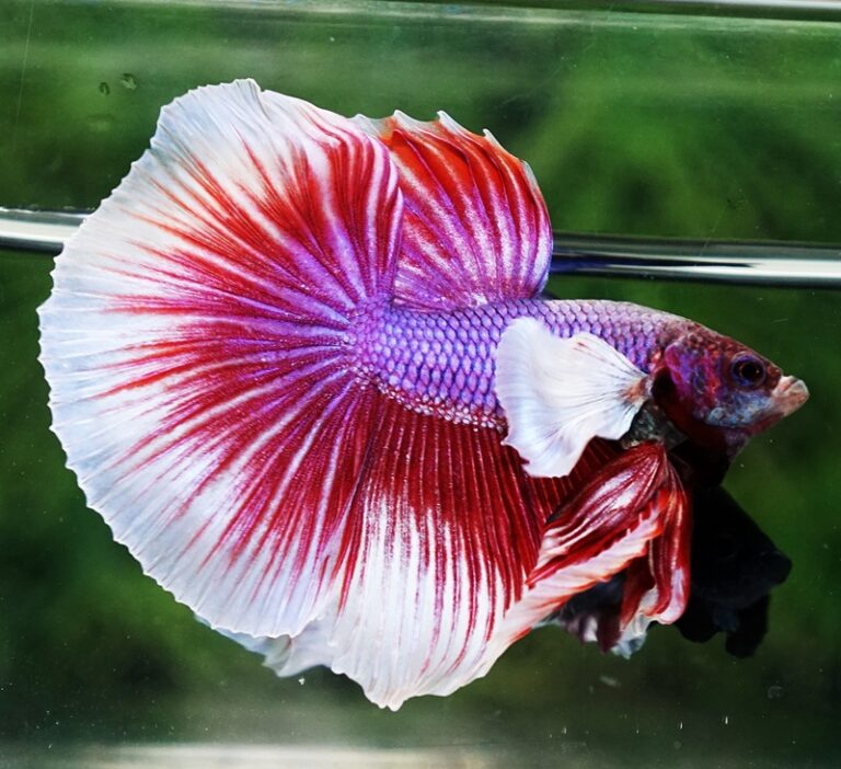 Betta fish HM Red Violet Salamander Dumbo - nicebettathailand.com