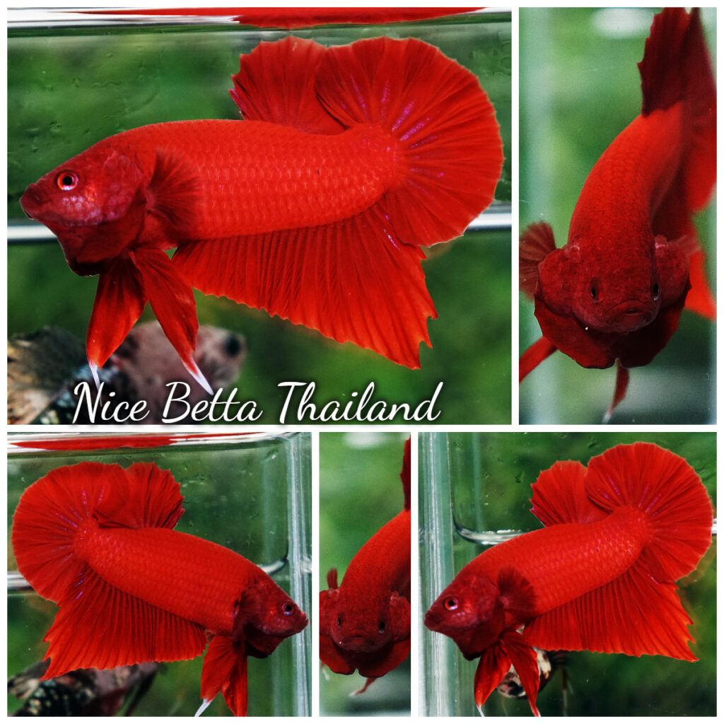 Super red betta store fish