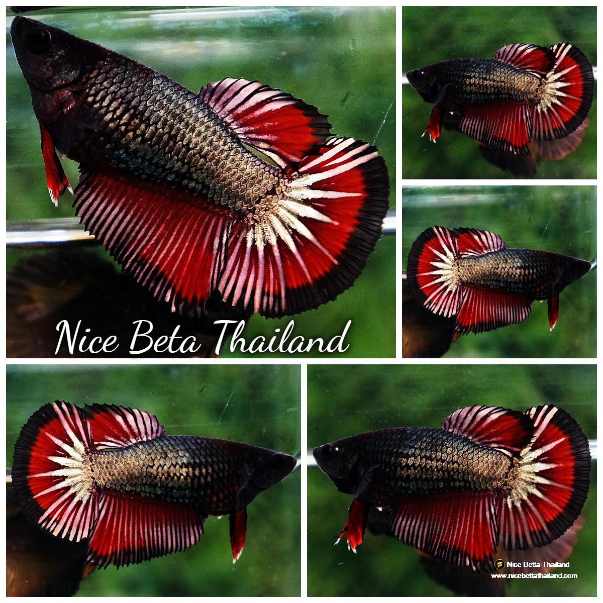 Betta fish Female HM Hell Copper Black Ring - nicebettathailand.com
