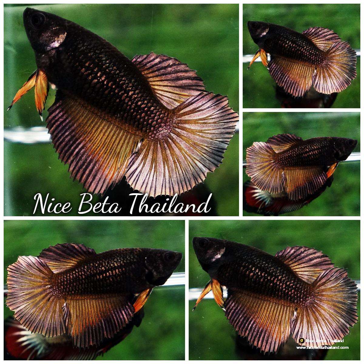 Betta fish Female HM Black Copper Pumpkin Butterfly - nicebettathailand.com