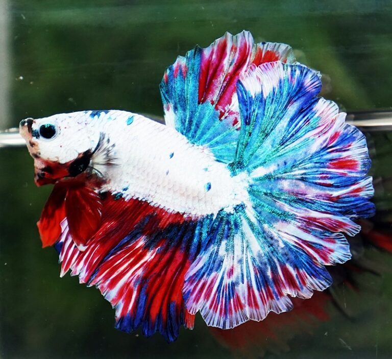 Betta fish OHM Fancy Magical Red Blue Frozen - nicebettathailand.com