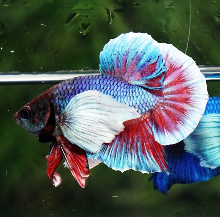 Betta Fish Purple Pink Salamander Dumbo Hmpk - Nicebettathailand.com