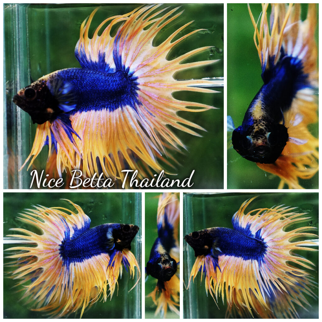 Betta fish CT Grizzle Blue Mustard - nicebettathailand.com