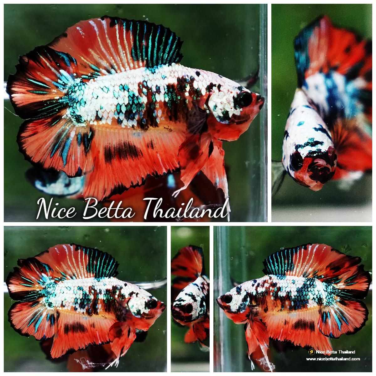 Betta Fish Nemo Emerald Tiger (DTPK) - nicebettathailand.com