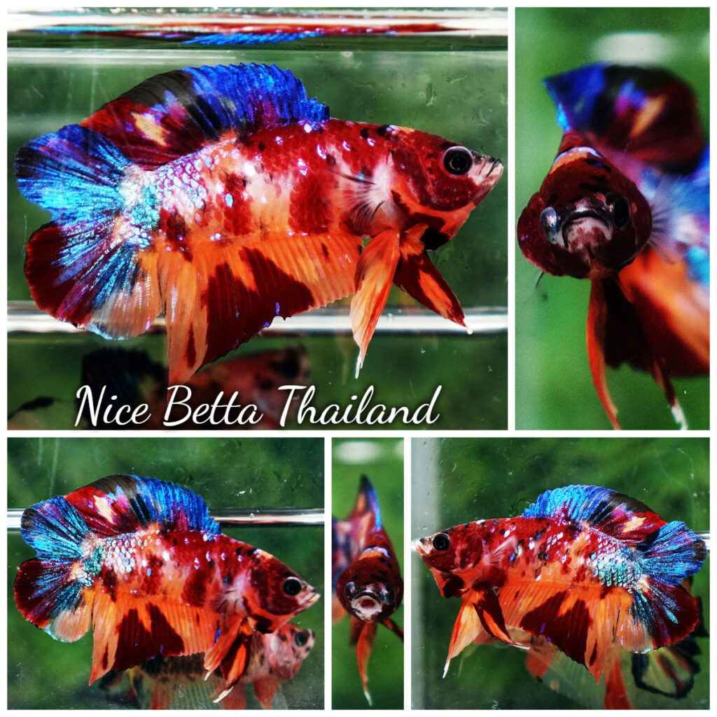 5 Key Steps Tips for Raising a Healthy Betta Fish - nicebettathailand.com