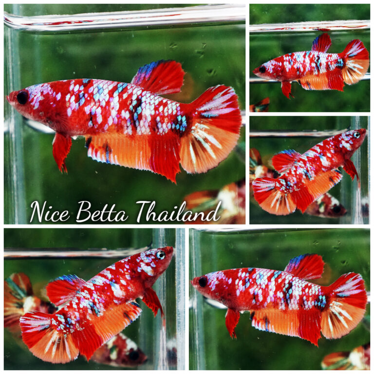 The Elusive Purple Betta fish - nicebettathailand.com
