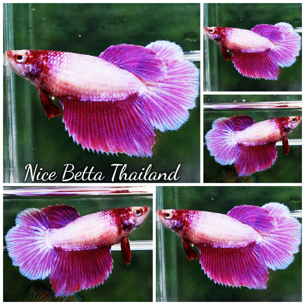 The Elusive Purple Betta fish - nicebettathailand.com