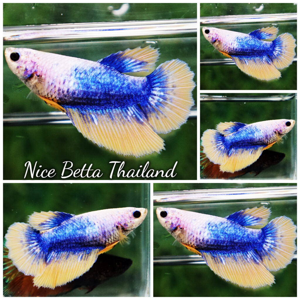 Blue and gold deals betta fish