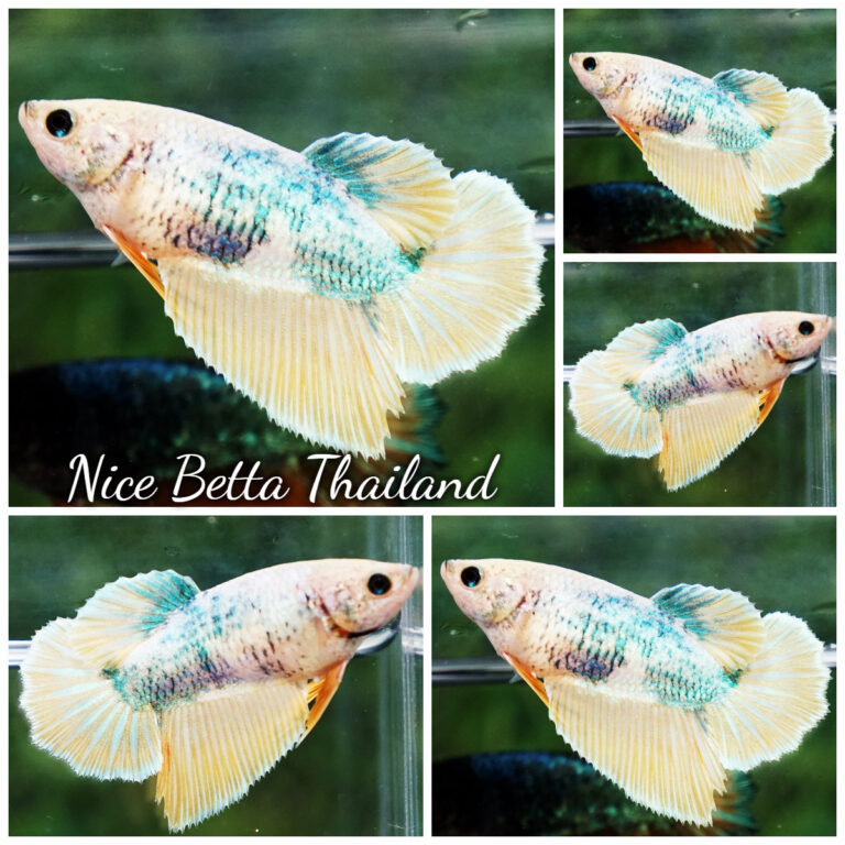 The Elusive Purple Betta fish - nicebettathailand.com