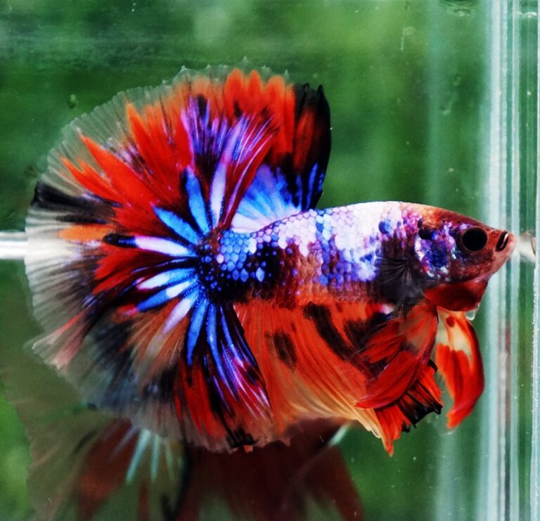 Betta Fish Multicolor Candy Nemo Hawk (ohm) - Nicebettathailand.com