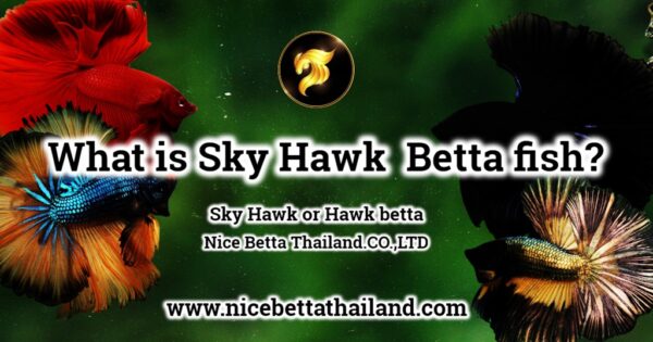 What Is Sky Hawk Betta Fish? - Nicebettathailand.com