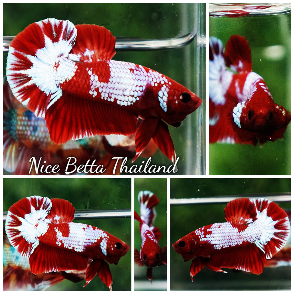 Red hot sale fancy betta