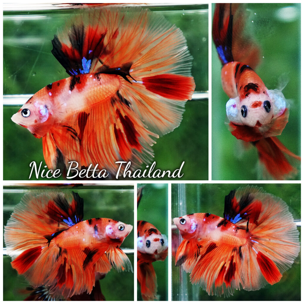 Betta fish Nemo Koi (OHM) - nicebettathailand.com