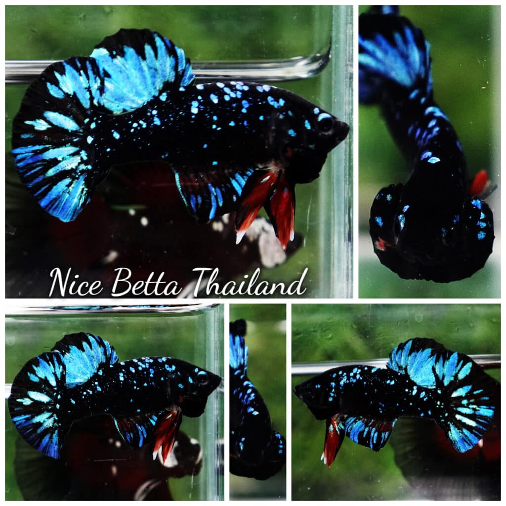 Betta fish OHM Fancy Tricolor Marble - nicebettathailand.com