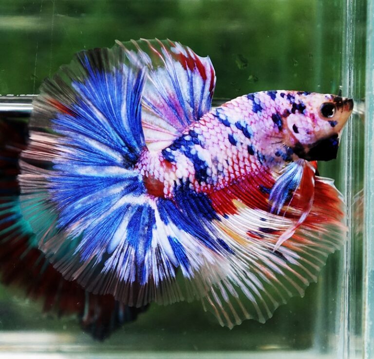 Betta fish Marble Multicolor Rainbow OHM - nicebettathailand.com