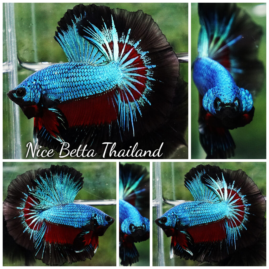 Peacock 2024 betta fish