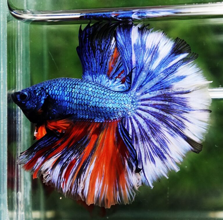 Betta fish Fancy Blue Dragon Nemo Hawk OHM - nicebettathailand.com