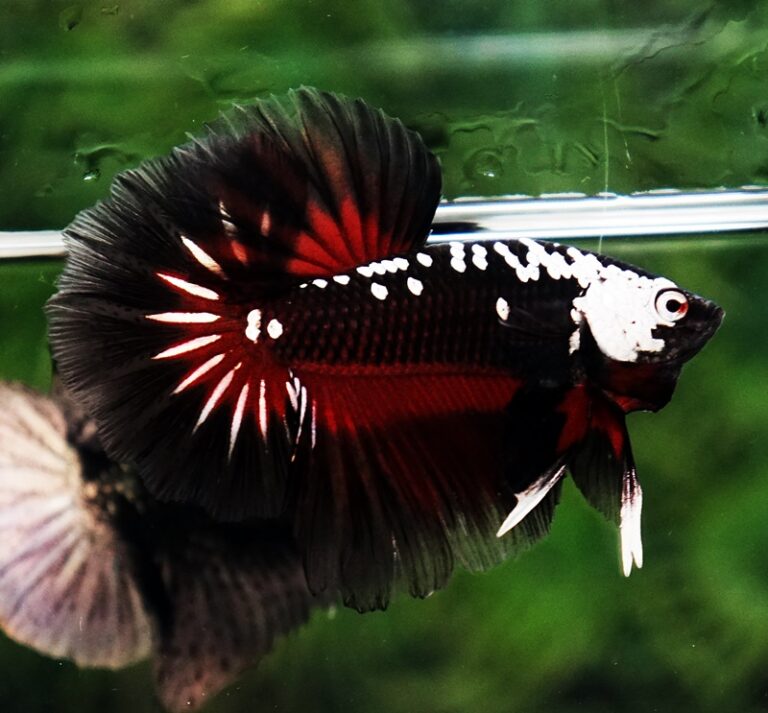 Betta fish Rare Vampire Shadow Black Samurai Butterfly OHM ...