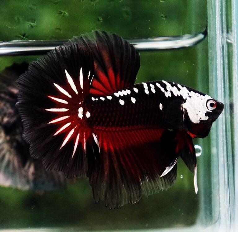 Betta fish Rare Vampire Shadow Black Samurai Butterfly OHM ...