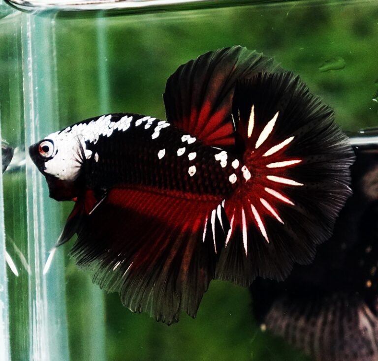 Betta fish Rare Vampire Shadow Black Samurai Butterfly OHM ...