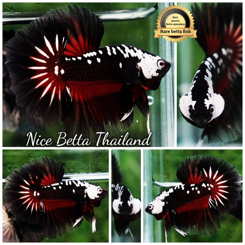 Betta fish Rare Vampire Shadow Black Samurai Butterfly OHM ...