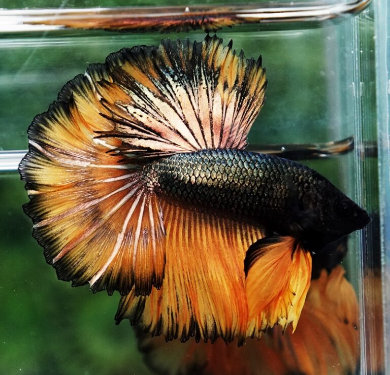 Betta Fish Copper Mustard Gas Hawk Rosetail Ohm - Nicebettathailand.com