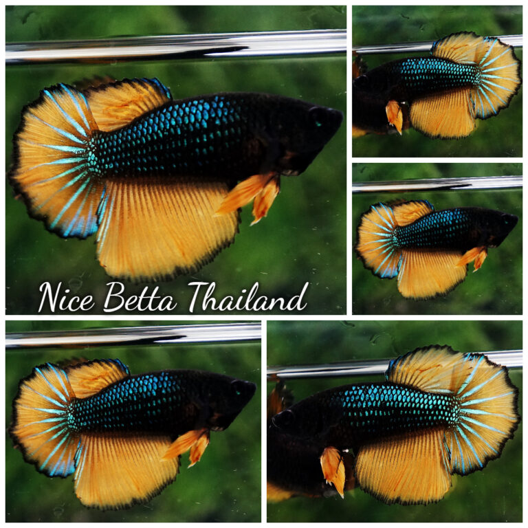 Betta fish Female Blue Mustard Gas HM - nicebettathailand.com