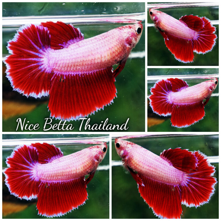 Betta fish Female Pink Tulips HM - nicebettathailand.com