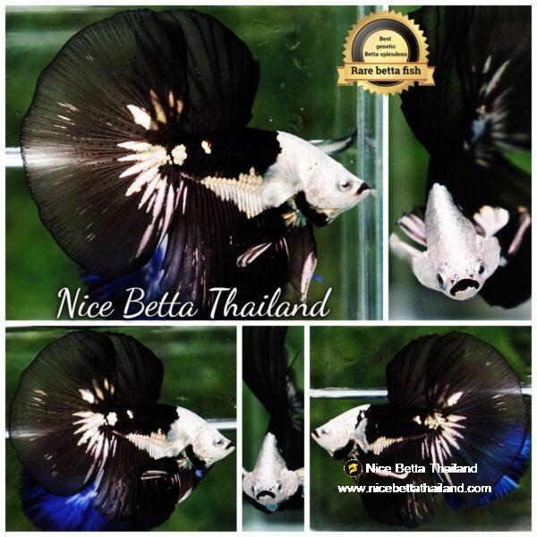 Betta fish Premium Helmet Shadow Black Black Star Samurai HM (Ultra Rare)