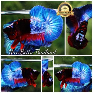 Betta fish Premium Hell boy Merman HMPK (Ultra Rare)