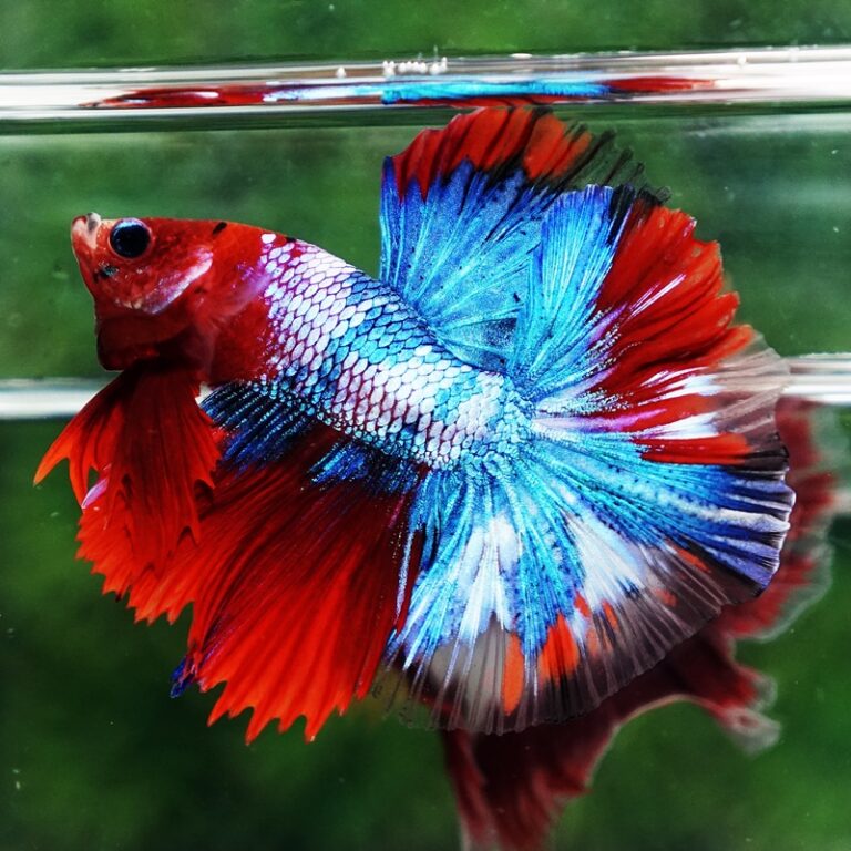 Betta fish Fancy Red Koi Sky Hawk OHM - nicebettathailand.com