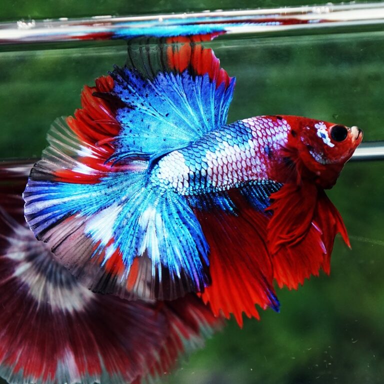 Betta fish Fancy Red Koi Sky Hawk OHM - nicebettathailand.com