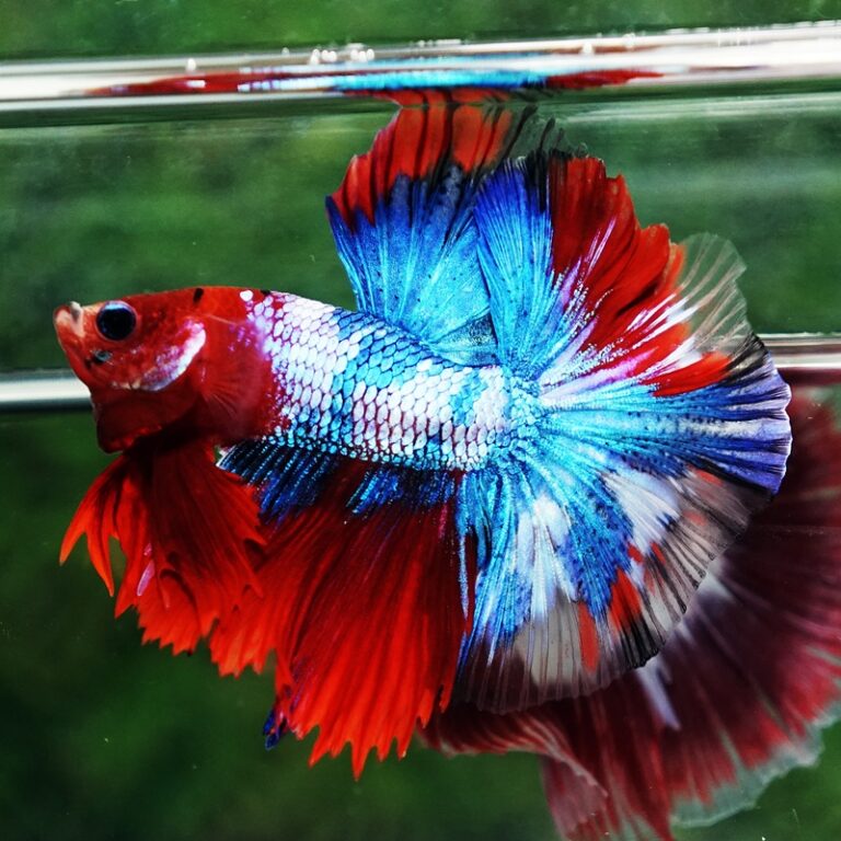 Betta fish Fancy Red Koi Sky Hawk OHM - nicebettathailand.com